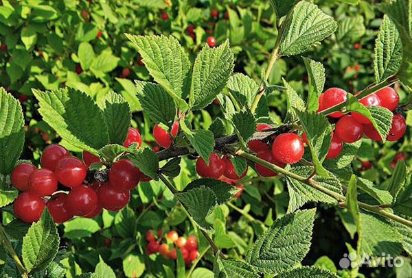 Войлочная вишня