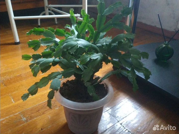 Декабрист шлюмбергера