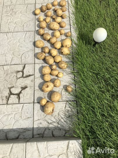 Продается картошка