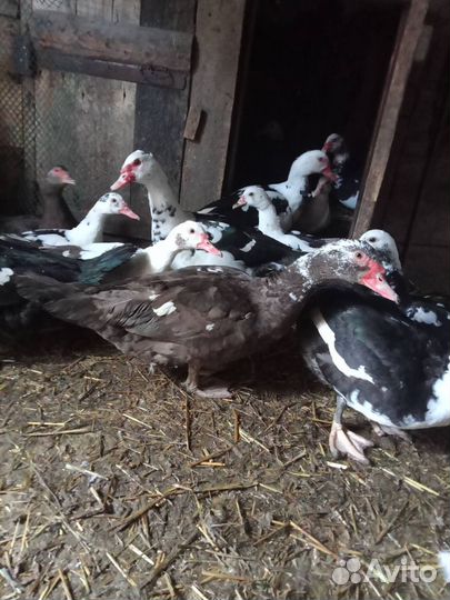 Индоутки и семья гусей