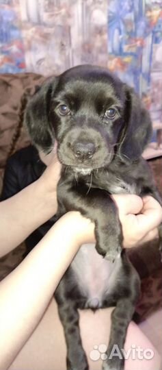 Отдадим щеночка, в добрые руки, средней породы