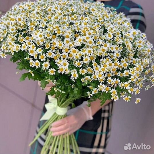 Цветы ромашки