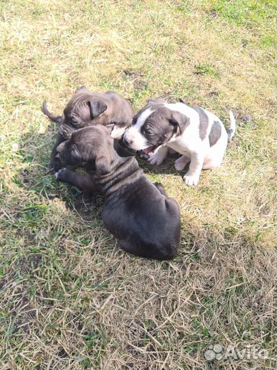 Щенок питбуль девочка