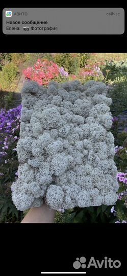 Лишайник ягель живой