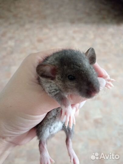 Крыса дамбо