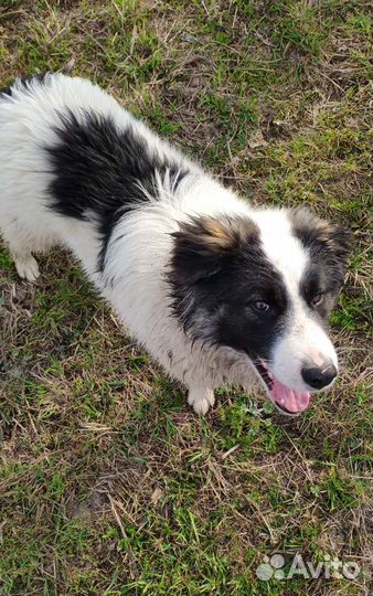 Собака в добрые руки отдам бесплатно
