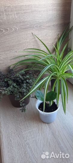 Цветы набором