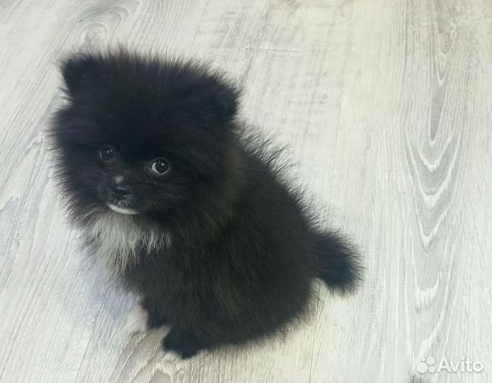 Щенки шпица