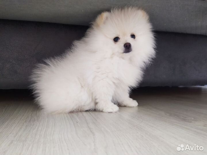 Померанский шпиц