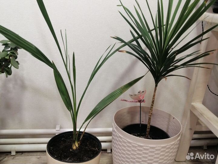 Крассула, Финиковая пальма, драцена, Агава