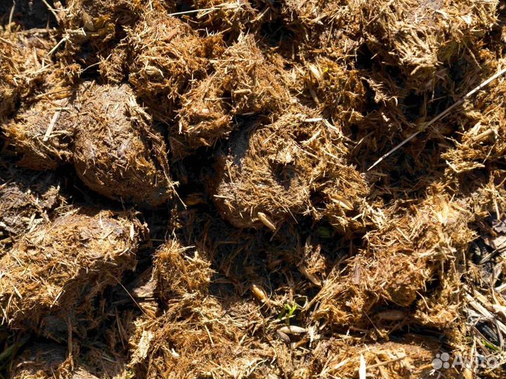 Конский навоз бесплатно