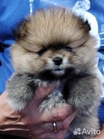 Щенки шпица