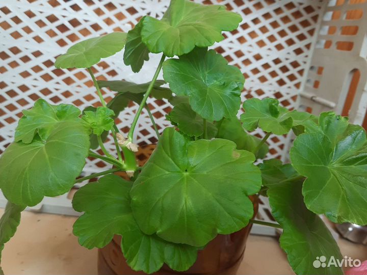 Герань пеларгония бесплатно