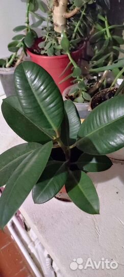 Фикус каучуконосный