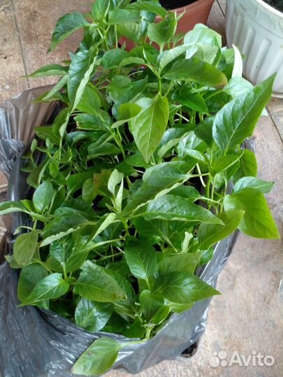 Рассада сладкого перца