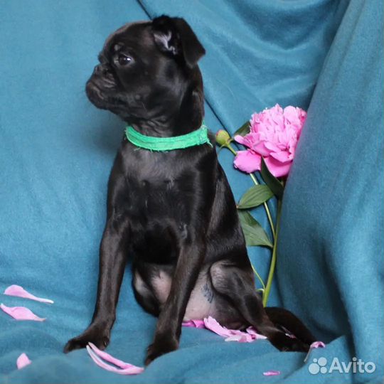 Пти брабансон