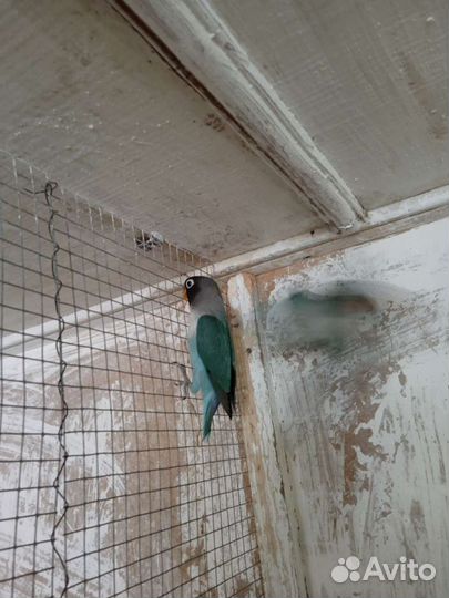 Попугай неразлучник