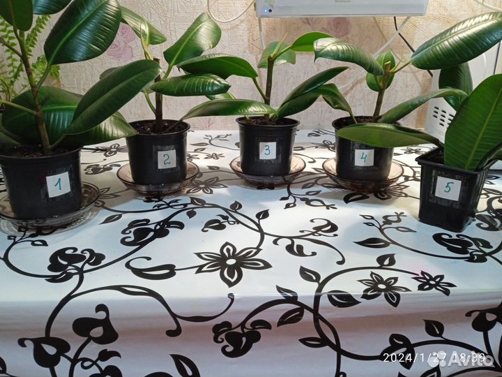 Фикус каучуконосный, хлорофитум