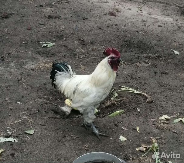 Петух лакеданзи серебро и черно медного марана