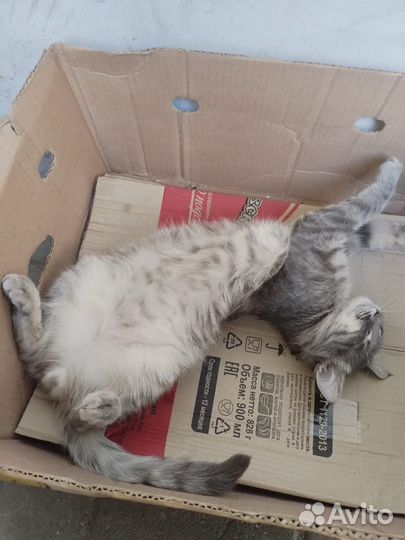Котики бесплатно