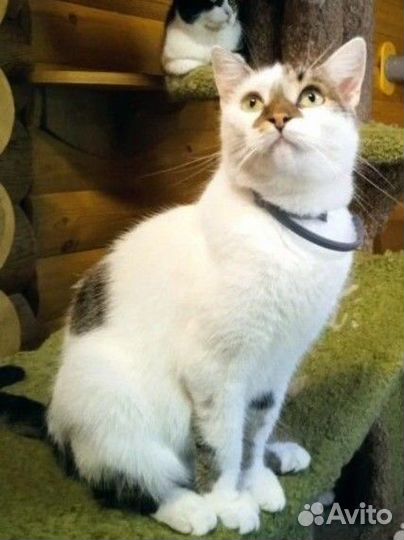 Невероятный красавец Итан ждёт вас в Лесном приюте