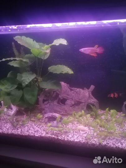Аквариум 120 л