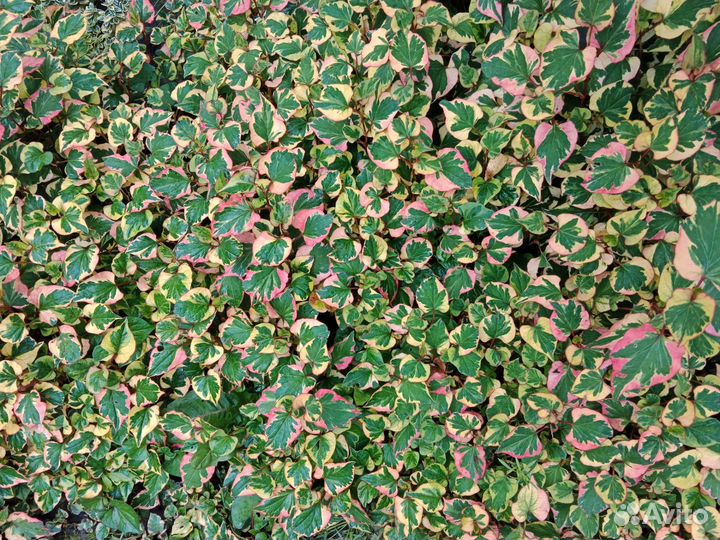 Хауттюйния сердцевидная хамелеон