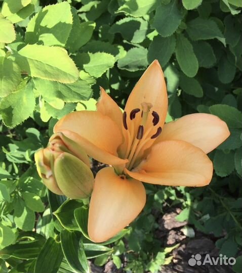 Лилии луковицы