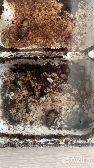 Муравьи harpegnthos venator