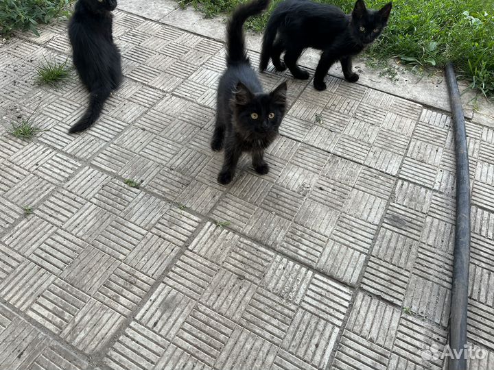 Котята бесплатно