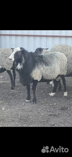 Баран романовский племенной