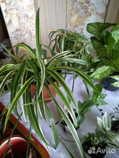 Домашние цветы