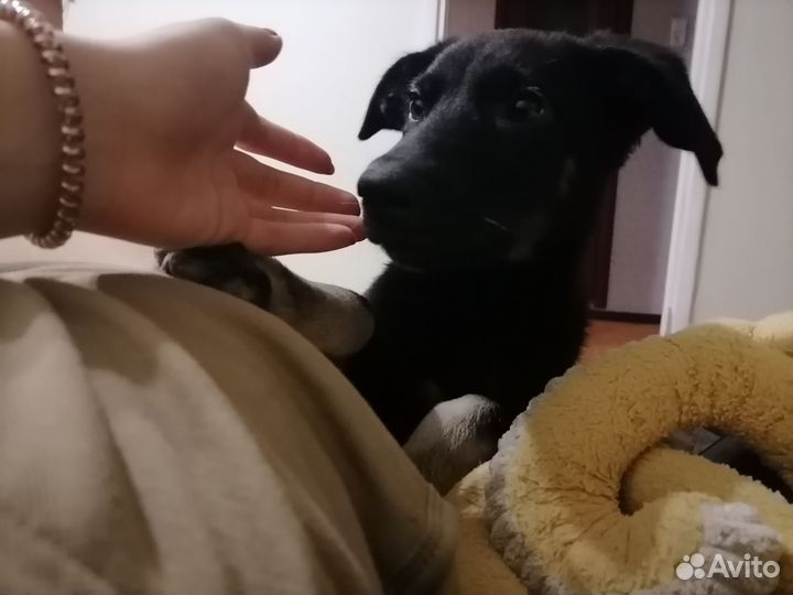 Щенок в добрые руки