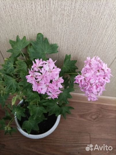 Пеларгония герань