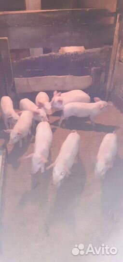 Поросята