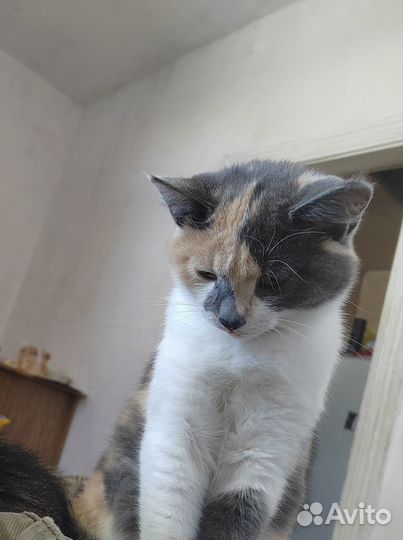 Кошка подросток