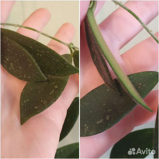 Хойи-пушистики. Опушённые хойи