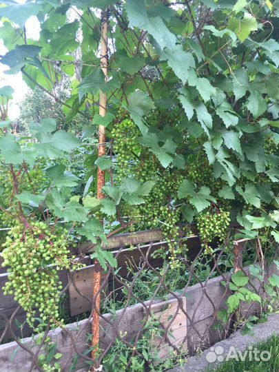 Саженцы винограда