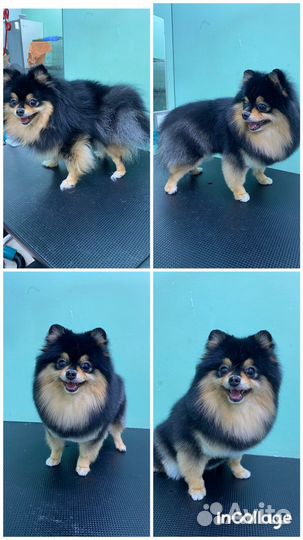 Груминг и ультразвуковая чистка зубов