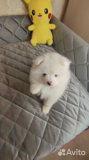 Щенки шпица