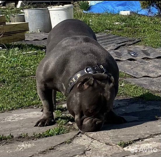 Американский булли вязка