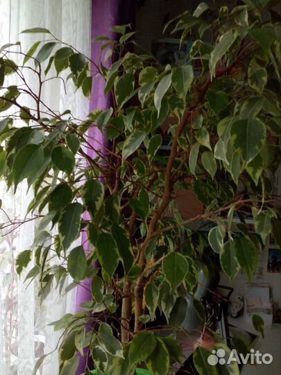 Фикус бенджамина большой красавчик