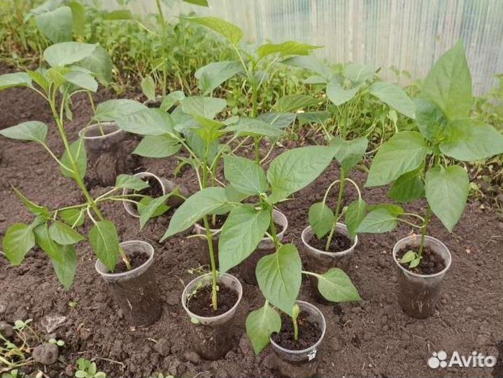 Рассада помидоры, огурцы, перцы, баклажаны