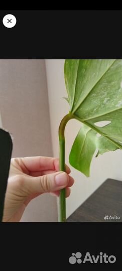 Монстера альба луна