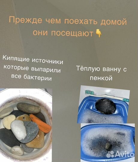 Камень питомец