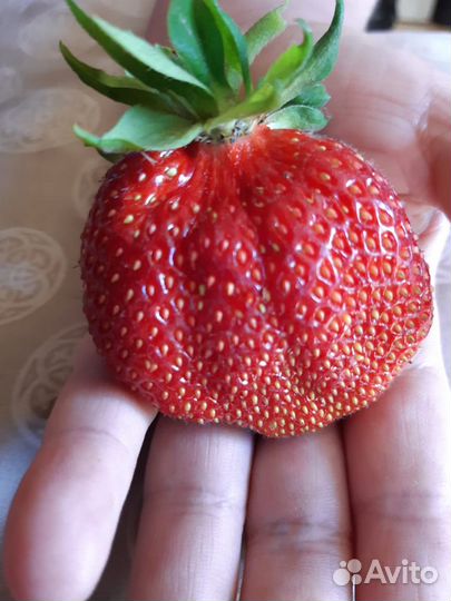 Рассада клубники