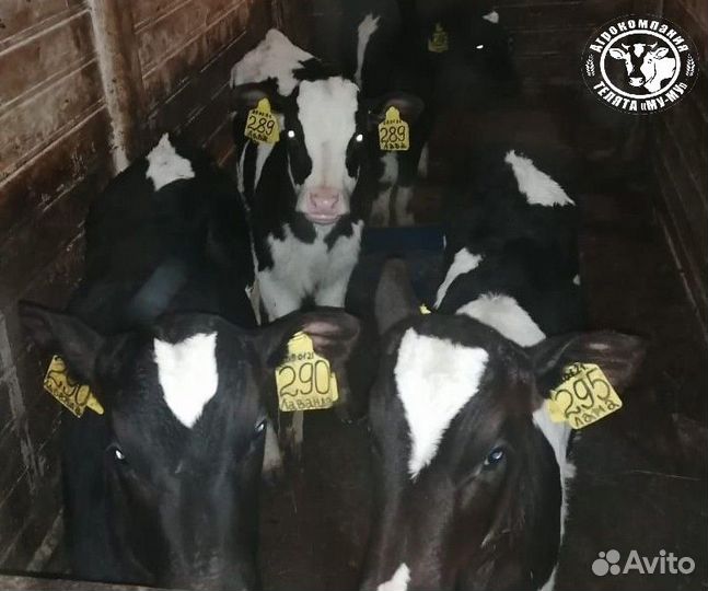 Телята бычки