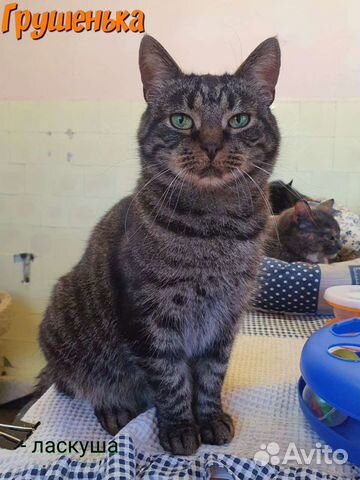 Полосатая ласкуша