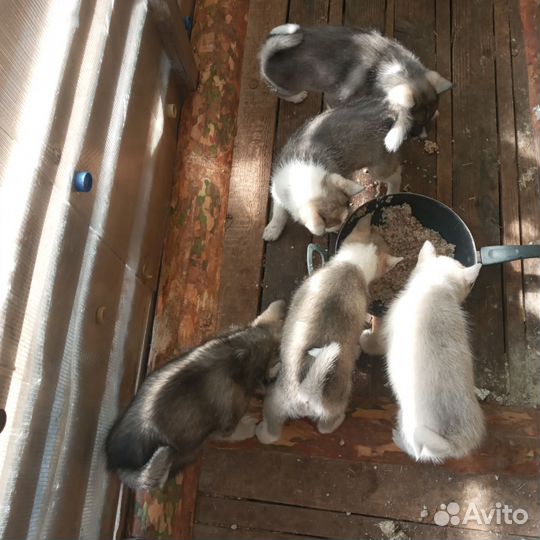 Продам щенков лайки