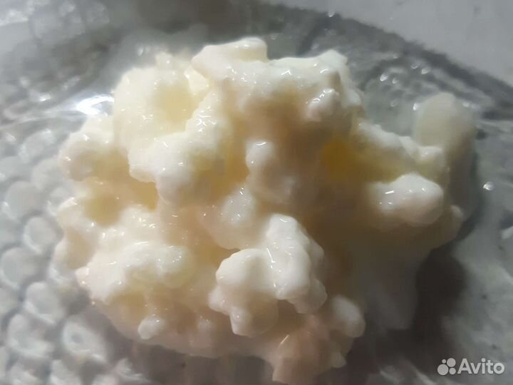 Молочный гриб